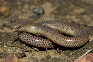 Legless: Legless Lizard