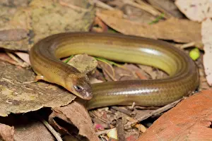 Biloela: Legless Lizard