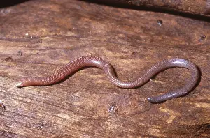 Fossorial: Legless Skink