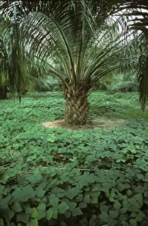 Fixation: Legume ground cover plants
