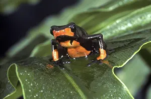 Columbian: Lehmann's Poison Dart Frog