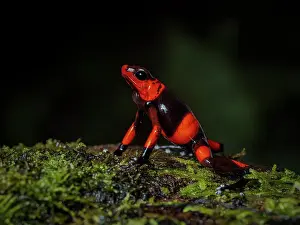 Mosses: Lehman?s Poison-frog (Oophaga lehmanni), on moss, Colombia