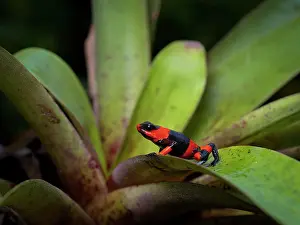 Blacks: Lehman?s Poison-frog (Oophaga lehmanni), on brom