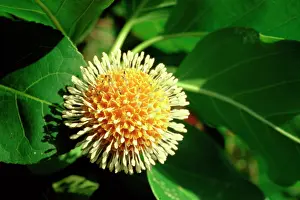 Pulp: Leichhardt tree (Nauclea orientalis) fruit - edible