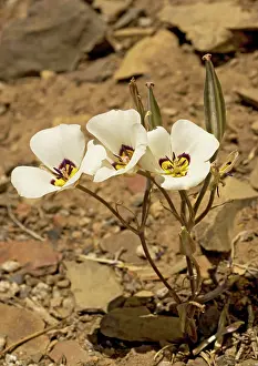 Leichtlinii: Leichtlin's mariposa-lily - also known as tiger-lily