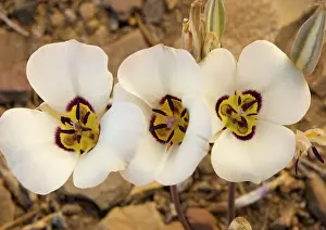 Leichtlinii: Leichtlin's mariposa-lily - also known as tiger-lily