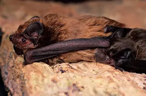 Suckle: Leisler's bat (Nyctalus leisleri) with suckling