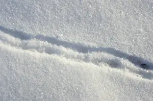Sibiricus: Lemming footprints on snow