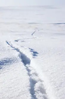 Sibiricus: Lemming footprints on snow