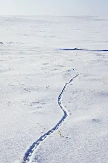 Sibiricus: Lemming's footprints on snow surface, typical track