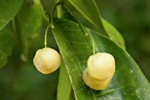 Scented: Lemon Aspen - ripe and heavily lemon-scented fruits