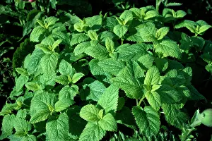 Balm: LEMON BALM