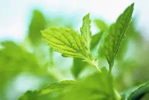 Balm: Lemon Balm