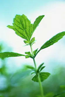 Balm: Lemon Balm