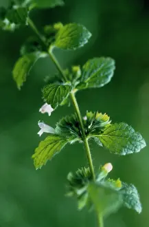 Balm: Lemon Balm