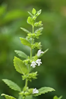 Balm: Lemon Balm