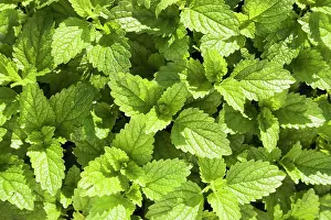 Balm: Lemon Balm