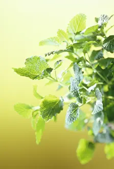 Balm: Lemon Balm