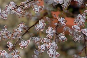Balm: Lemon Balm