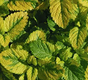 Balm: Lemon Balm