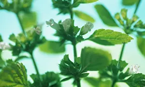 Balm: Lemon Balm
