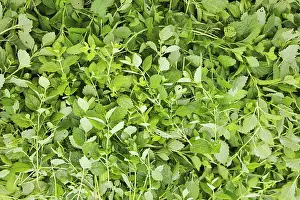 Balm: Lemon Balm
