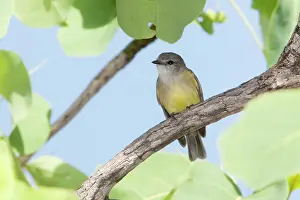 Flavigaster: Lemon-bellied Flycatcher
