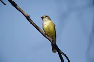 Flavigaster: Lemon-bellied Flycatcher - perched on branch
