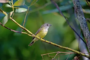 Flavigaster: Lemon-bellied Flycatcher - perched on a branch