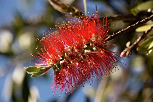 Bottlebrush: Lemon bottlebrush in flower