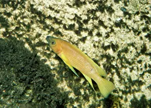 Cichlids: Lemon Cichlid
