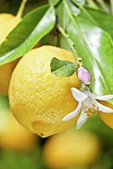 Limon: Lemon