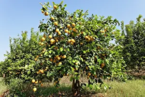 Limon: Lemon