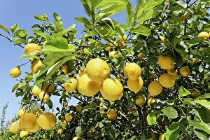 Limon: Lemon