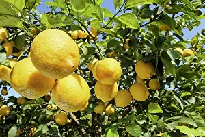 Limon: Lemon
