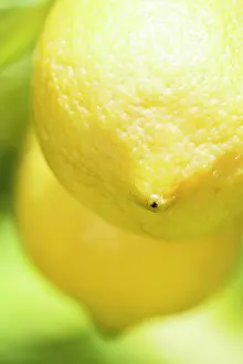 Limon: Lemon