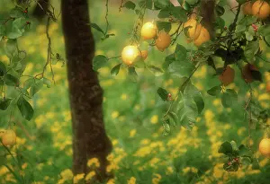 Blissful: Lemon