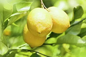 Aromaherb: Lemon