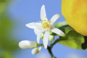 Aromaherb: Lemon