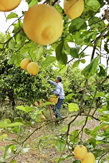 Pick: Lemon