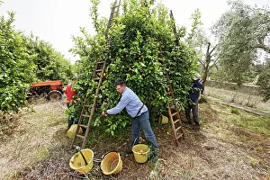 Workers: Lemon