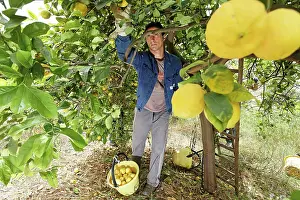 Pick: Lemon