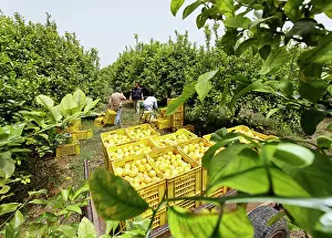 Workers: Lemon