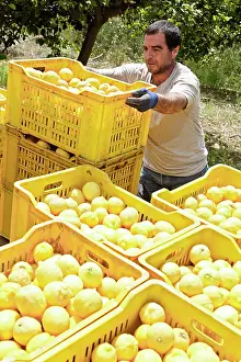 Packing: Lemon