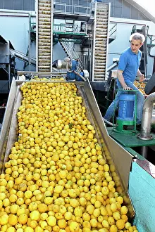 Lorry: Lemon