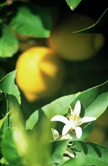 Limon: Lemon