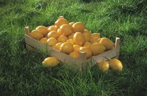 Collected: Lemon