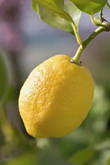 Flavour: Lemon