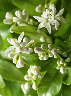 Lemon: Lemon, Citrus limon, Close view of many flowers