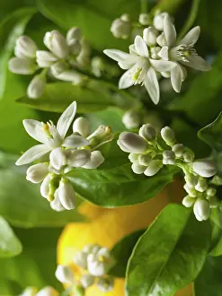 Lemon: Lemon, Citrus limon, Close view of many flowers